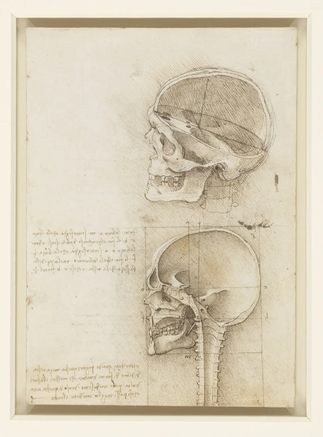 Leonardo da Vinci's anatomical drawing of a sectioned skull, 1489